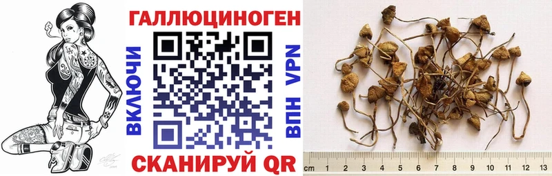 Псилоцибиновые грибы Cubensis  Кореновск 